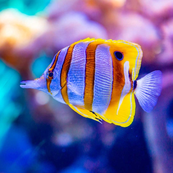 Membership - Friends of the Waikīkī Aquarium